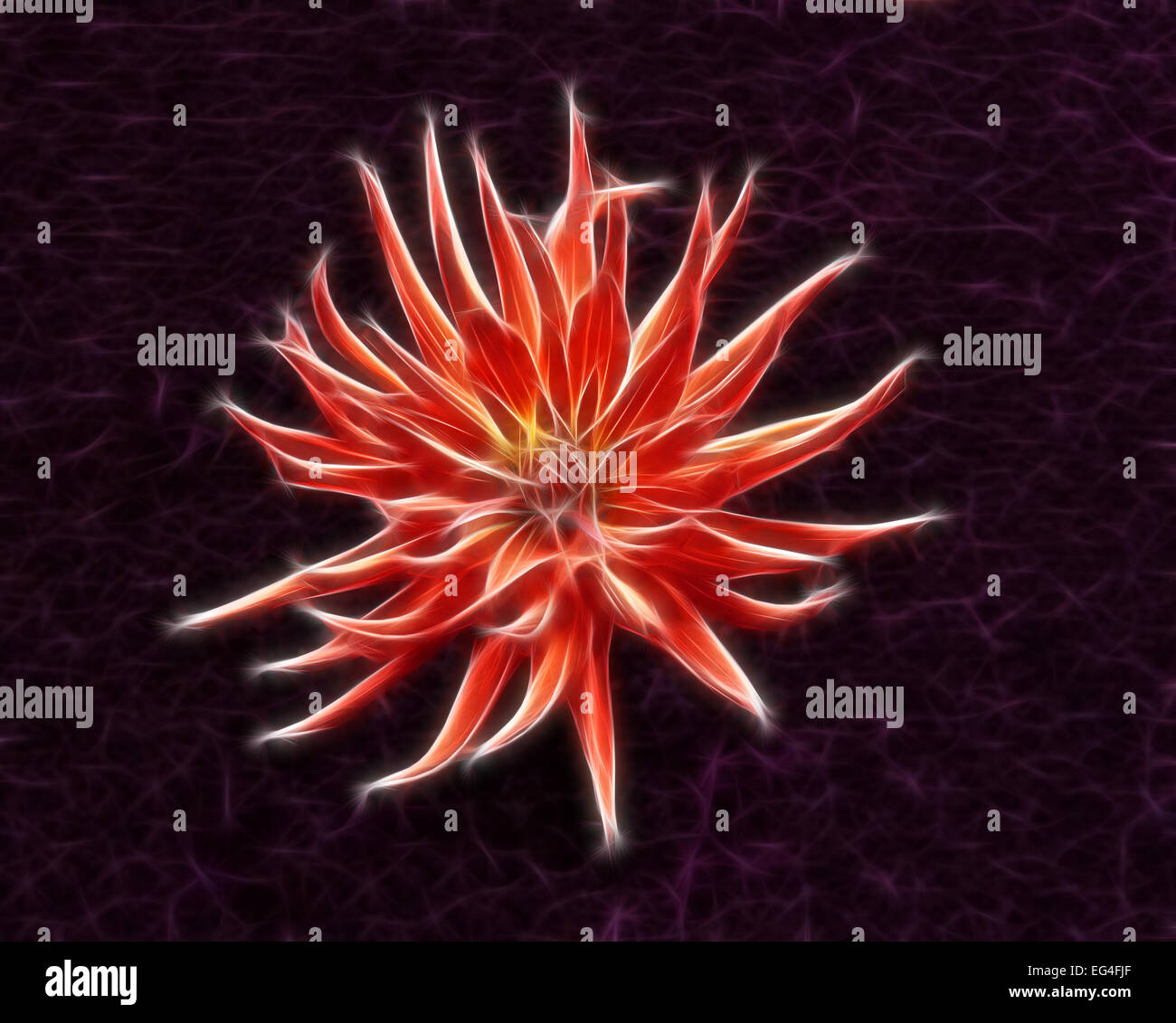 Abstract fractal red dahlia flower wallpaper on violet background Stock Photo