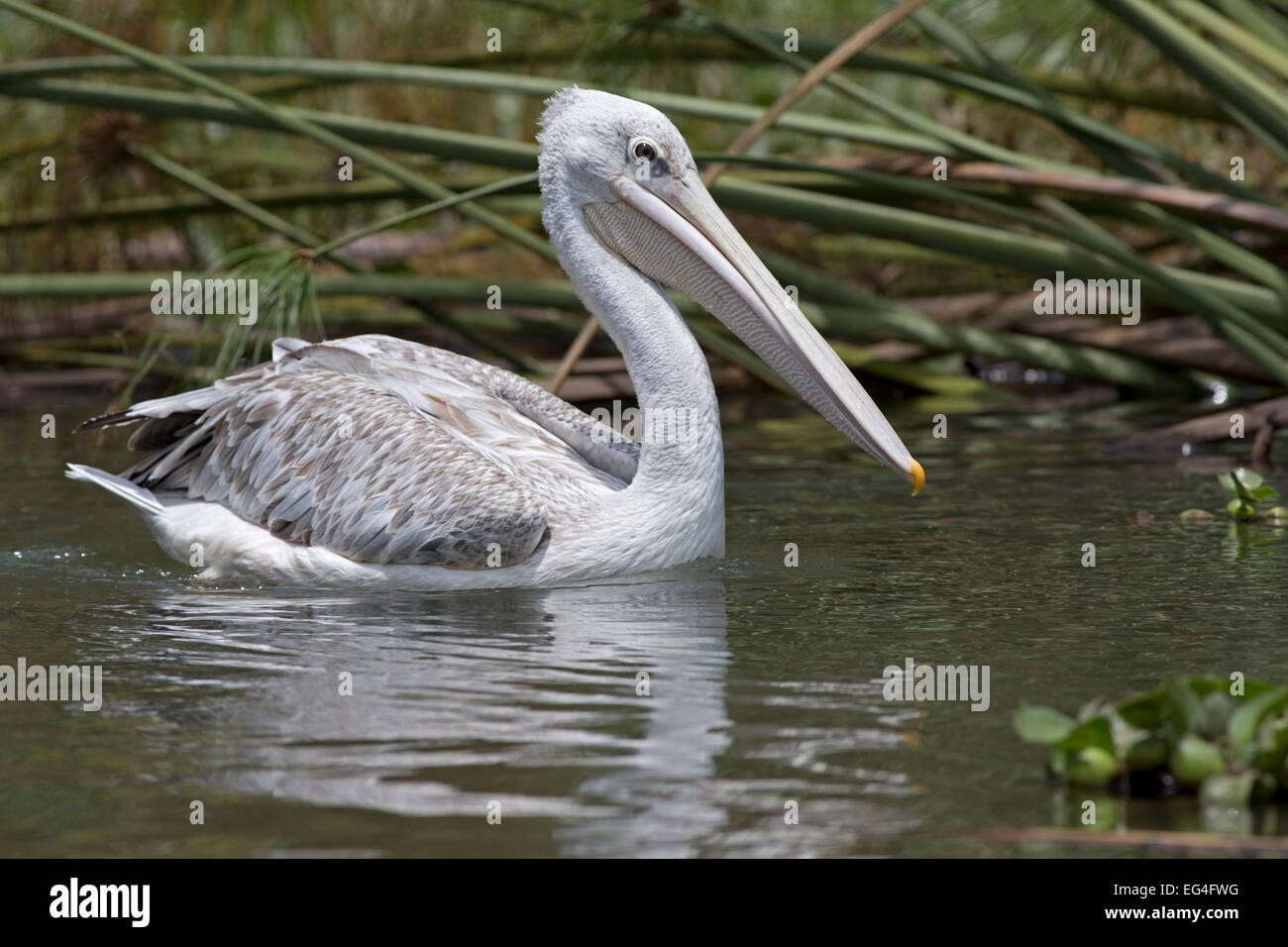 Single Pink-backed pelican swimming Lake Naivasha Kenya Stock Photo