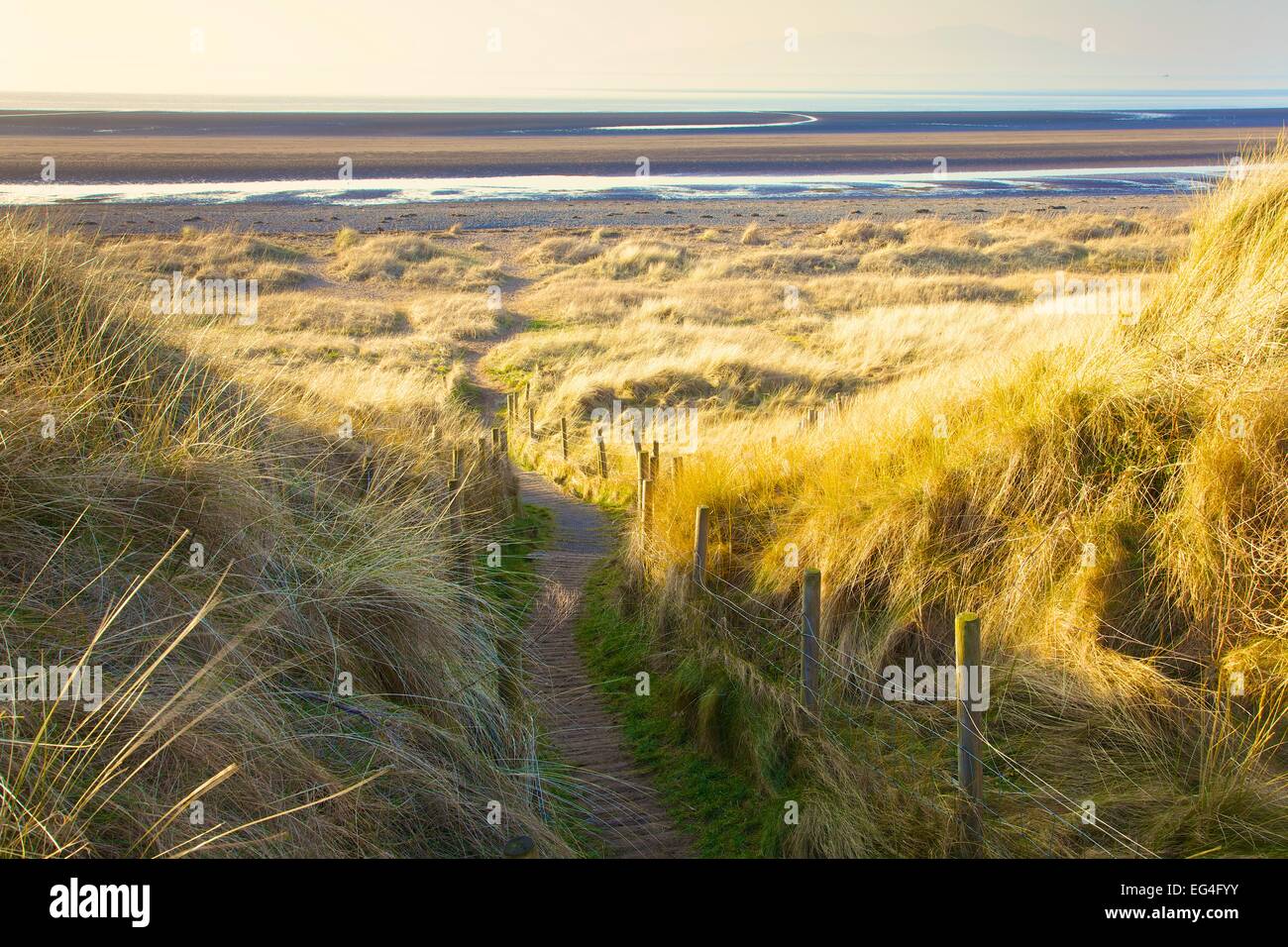 Foot path through Marram grass covered sand dunes Solway Coast. Solway Cumbria England UK Stock Photo