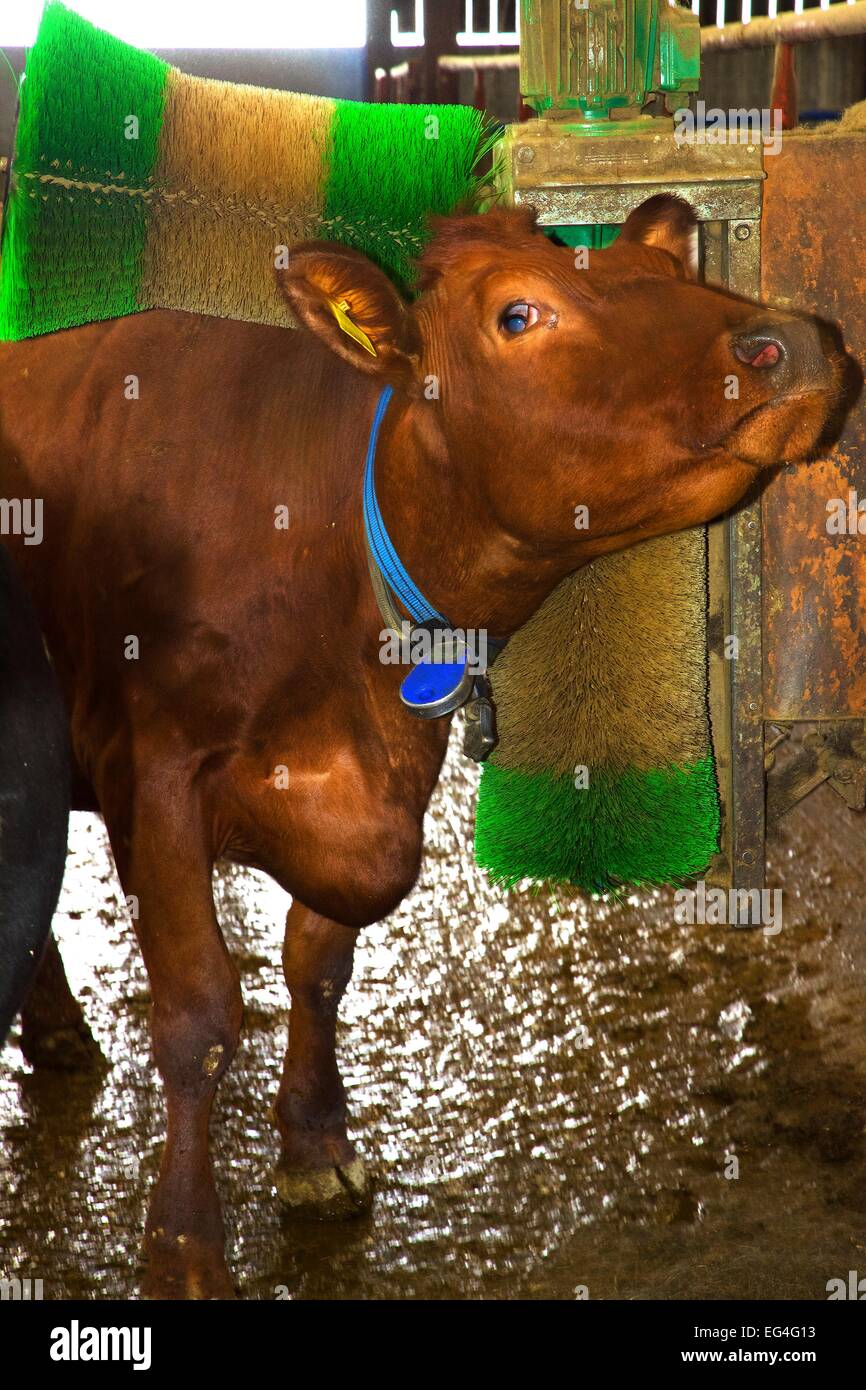 Cow using rotary automatic brush. Stock Photo