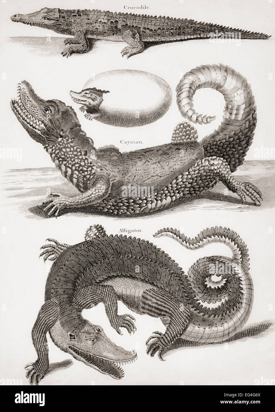 Crocodilia.  Crocodile, Caiman and Alligator.  From an 18th century print Stock Photo