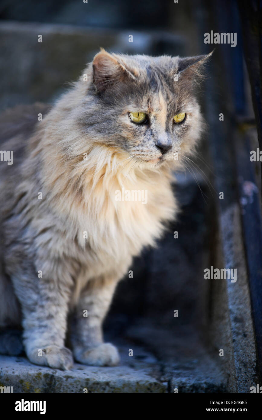 Staircase cat hires stock photography and images Alamy