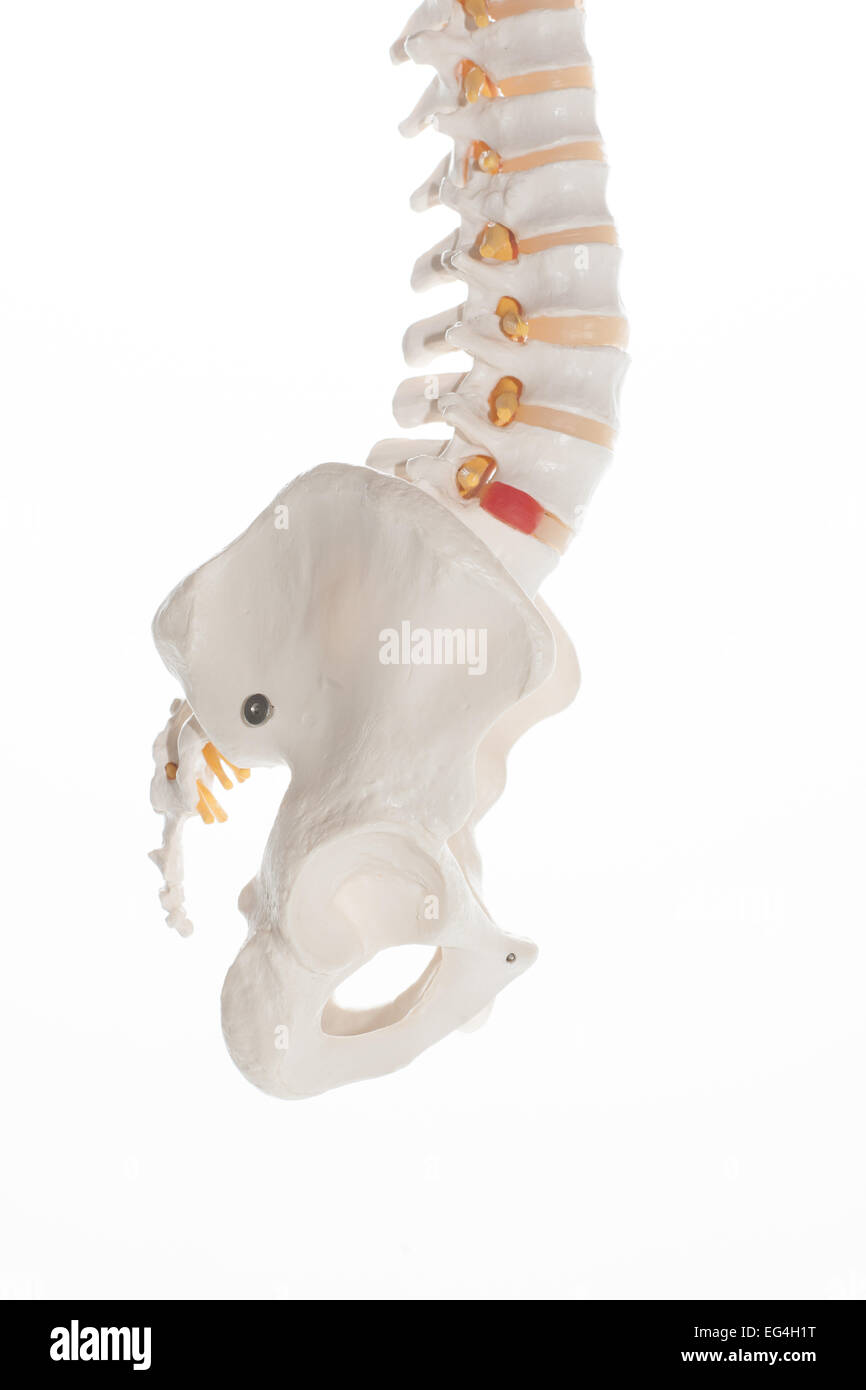 Lower lumbar spine model showing lower back, sacroiliac joint and