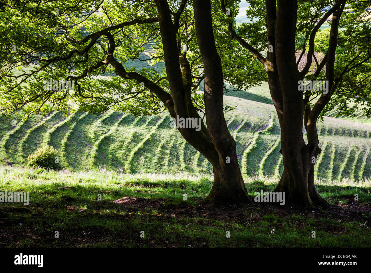 View through trees to strip lynchets and rolling countryside in Wiltshire. Stock Photo