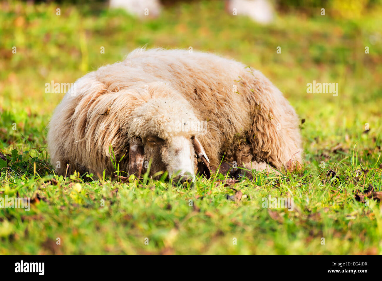 Picture of a sheep sleeping on a meadow in autumn Stock Photo