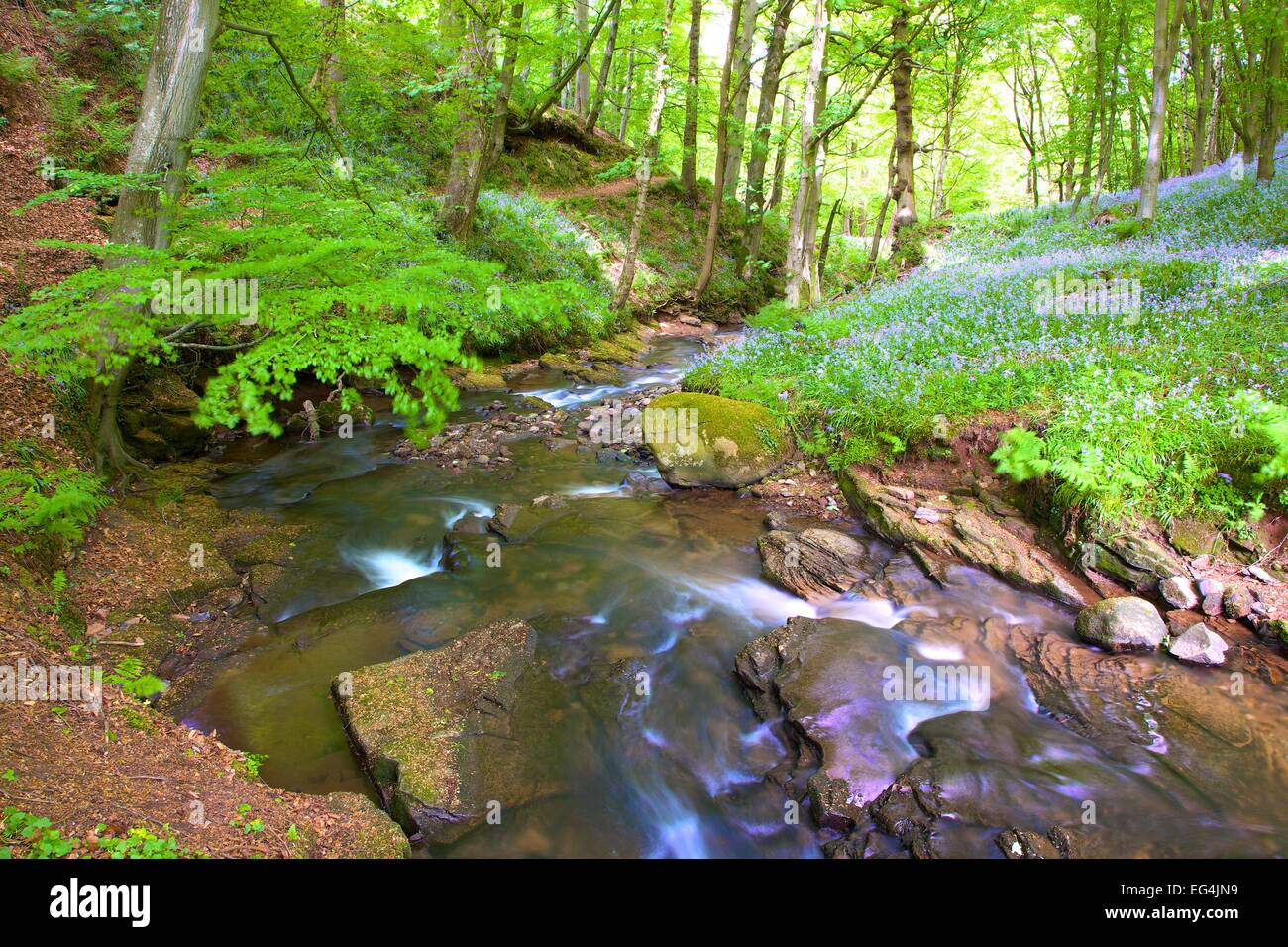 Woodland with stream running through it. Brampton, Cumbria, England, UK. Stock Photo