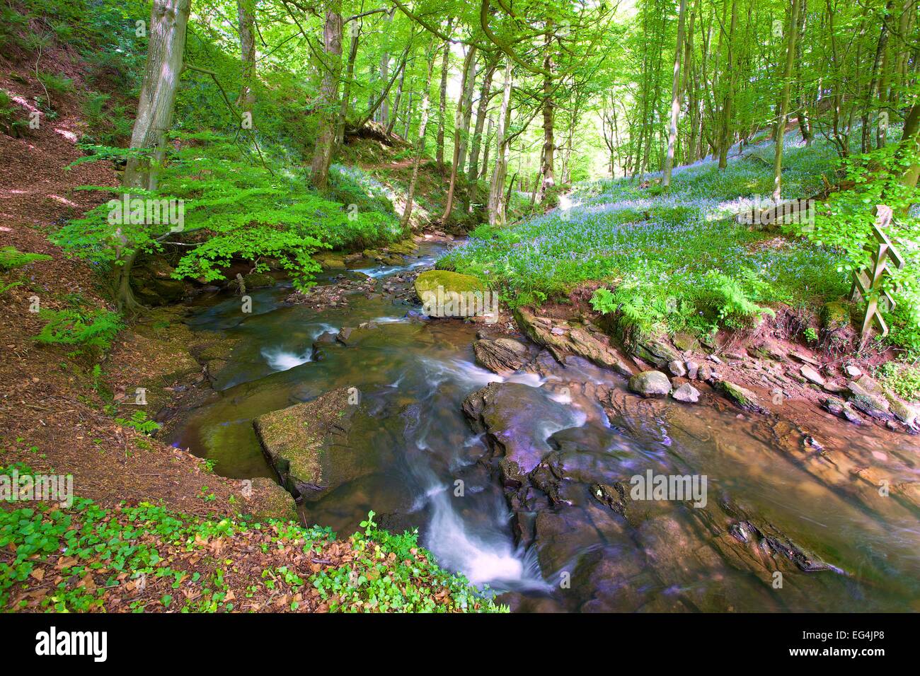 Woodland with stream running through it. Brampton, Cumbria, England, UK. Stock Photo