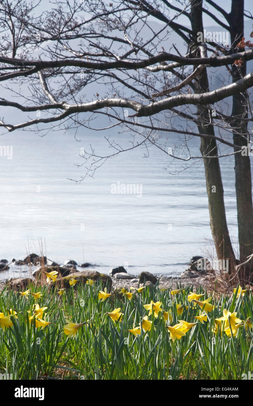 Daffodils at Ullswater, Lake District, England, UK Stock Photo Alamy