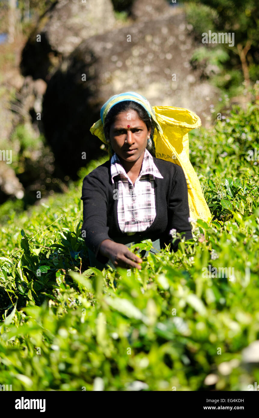 A tea plucker on the Mackwoods tea estate, Sri Lanka Stock Photo