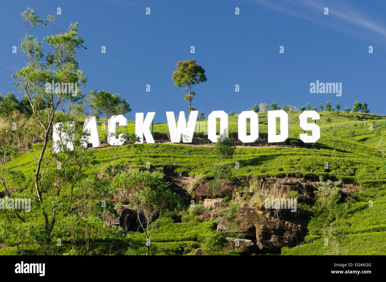 Mackwoods tea estate, Hill Country, Sri Lanka Stock Photo