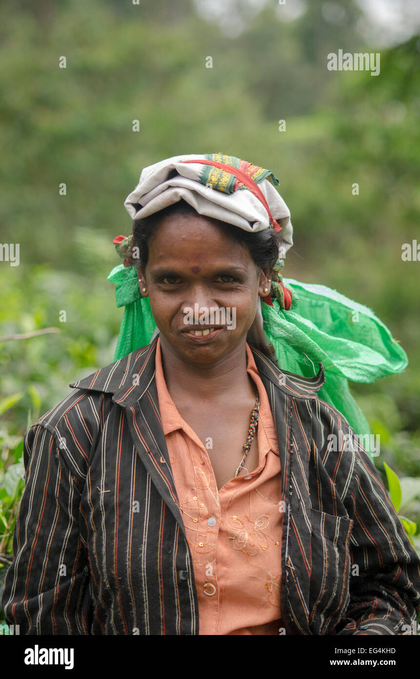 A tea picker, Southern Highlands, Sri Lanka Stock Photo
