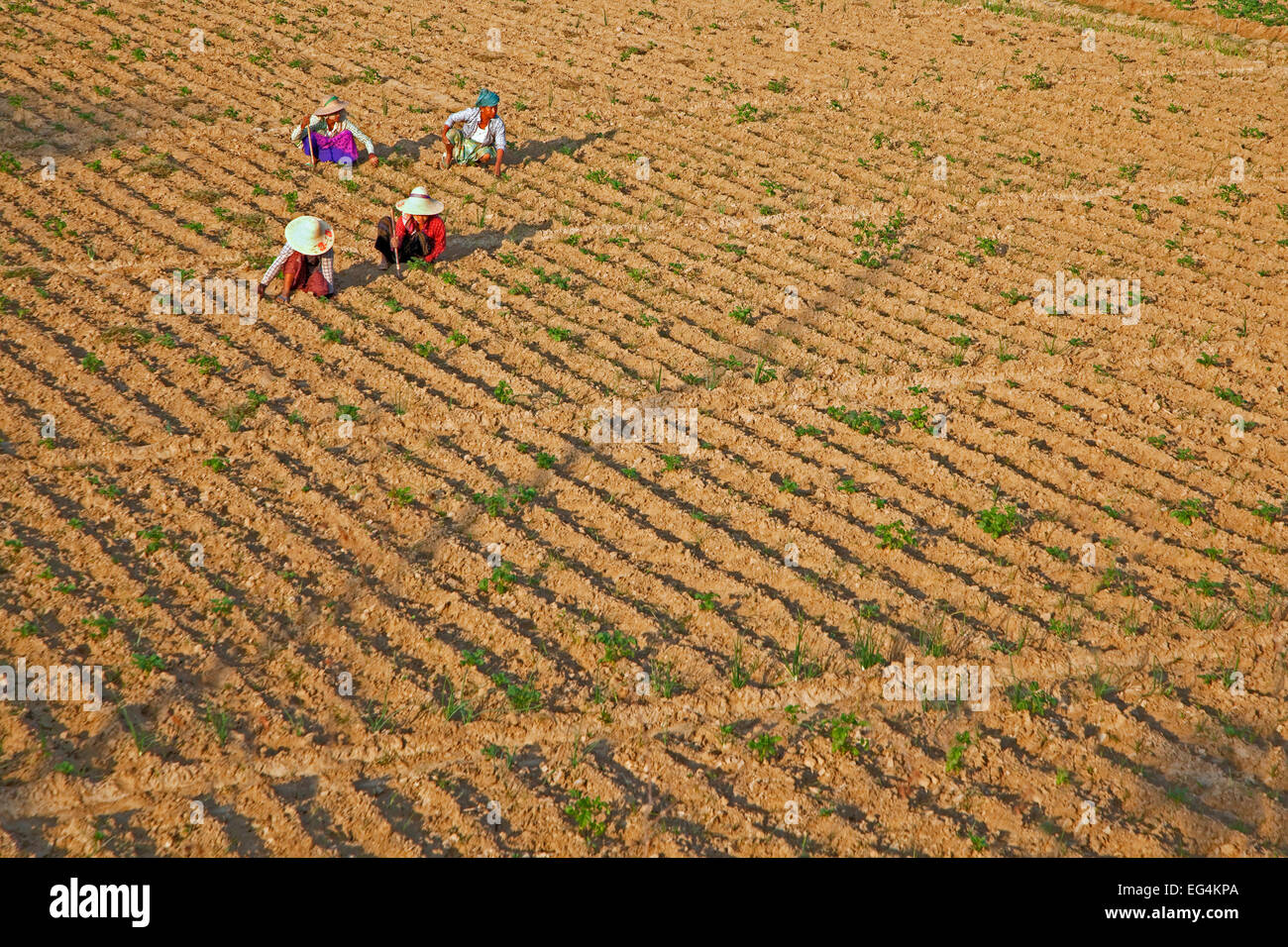 Manual labourers working on farmland, Mandalay Region, Myanmar / Burma
