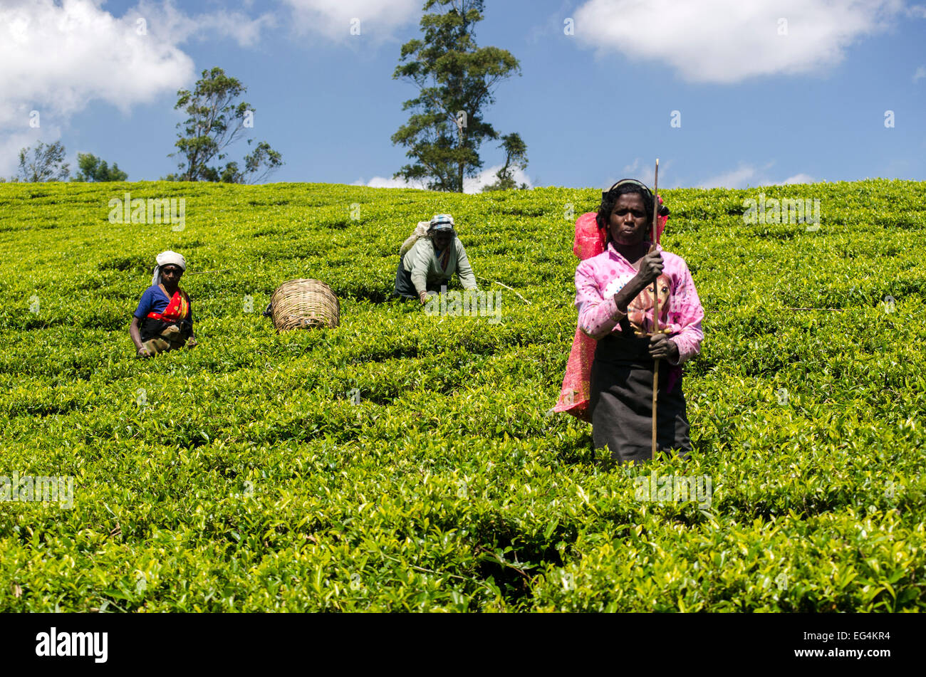 Tea pluckers on the Pedro Estate, Sri Lanka Stock Photo