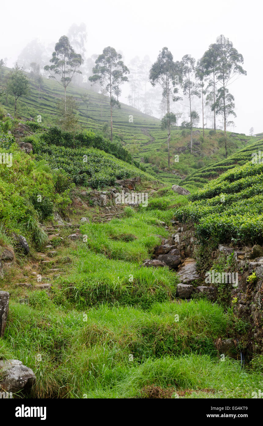 Lipton tea hires stock photography and images Alamy