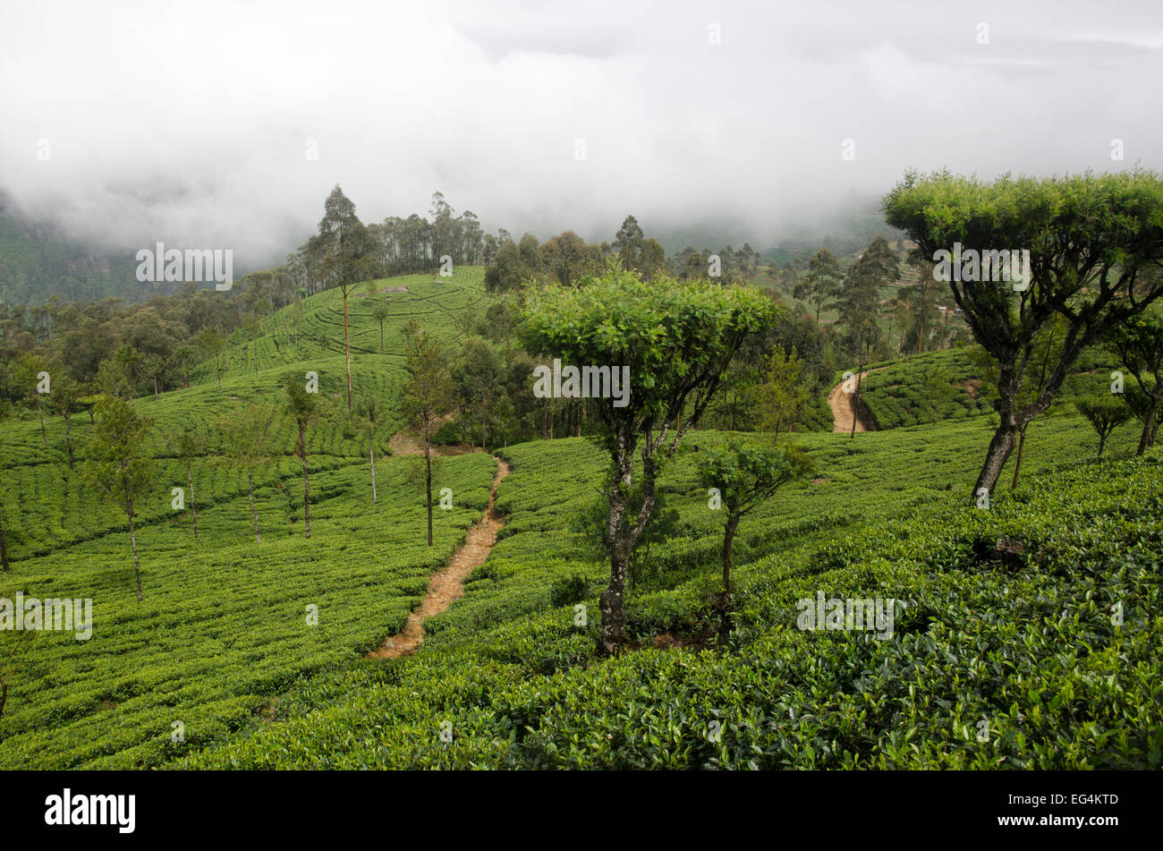 Lipton tea estate, near Lipton's peak, Sri Lanka Stock Photo