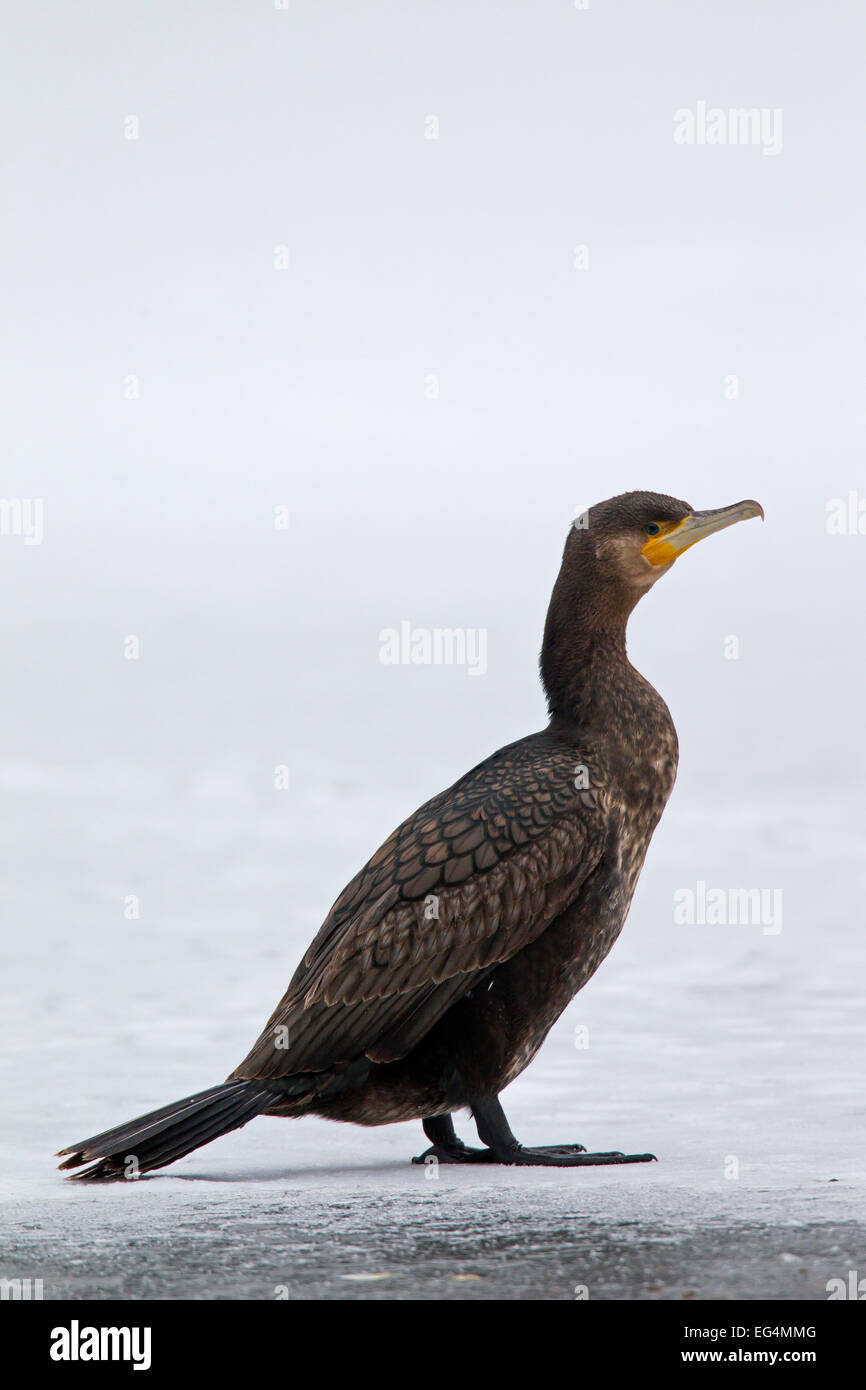 Great black cormorant (Phalacrocorax carbo) juvenile standing on ice of frozen pond in winter Stock Photo