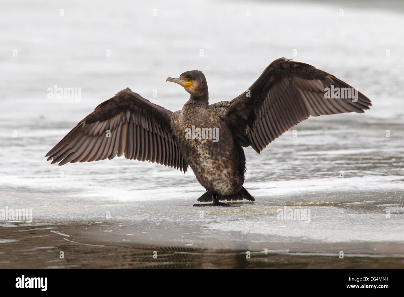 Great black cormorant (Phalacrocorax carbo) juvenile drying its spread wings on ice of frozen pond in winter Stock Photo