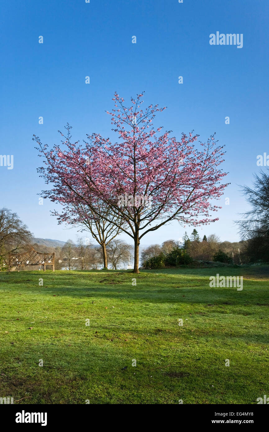 Fell Foot Park blossom, Windermere, Lake District, England UK Stock Photo