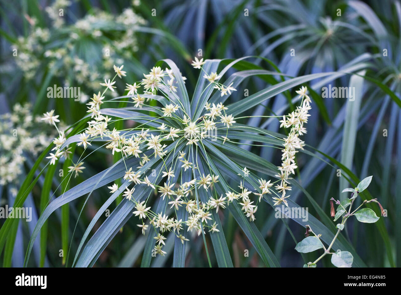 Cyperus involucratus. Umbrella plant in flower. Stock Photo