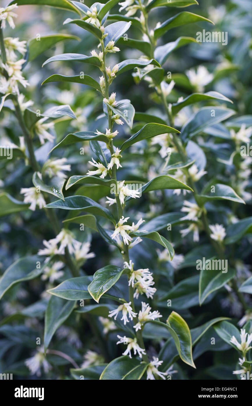 Sarcococca confusa. Sweet box in flower. Stock Photo
