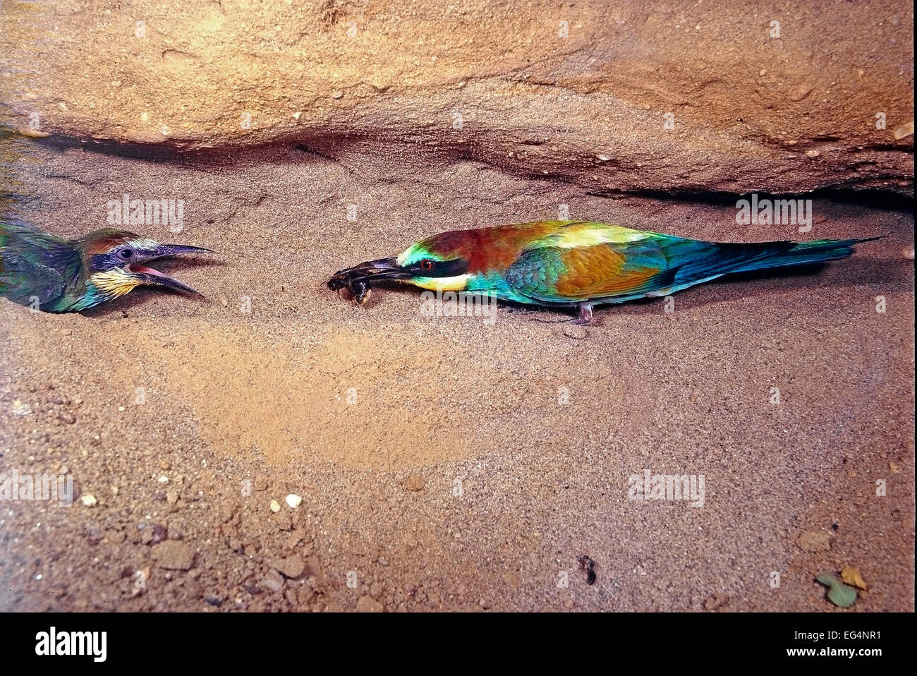 European BeeEater (Merops apiaster) in the tunnel of nest feeding