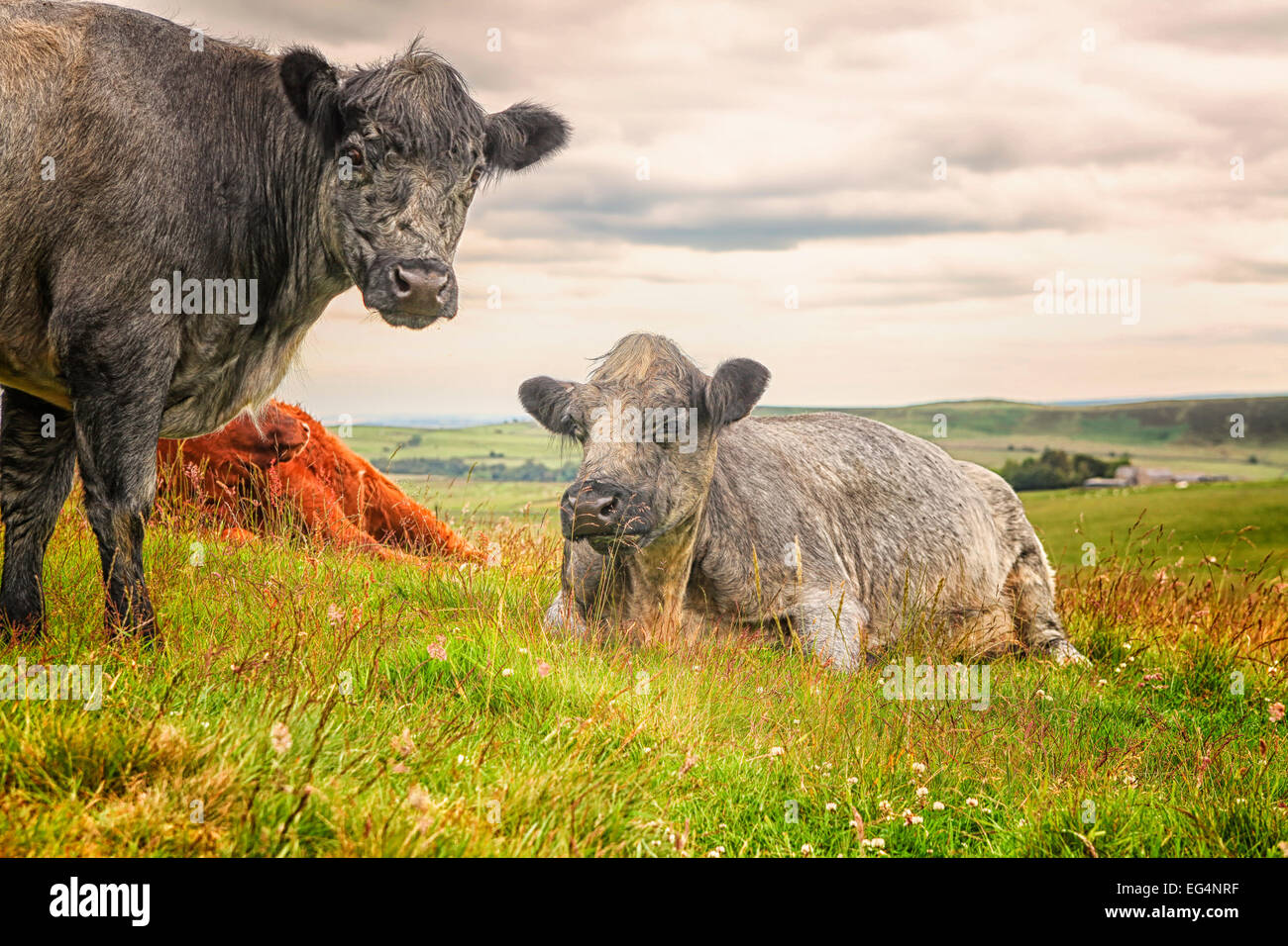 Colorful highland cattle in the Highlands of Scotland Stock Photo