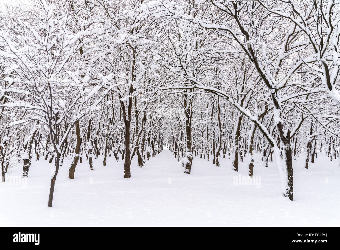 Heavy snow fall in forest hi-res stock photography and images - Alamy