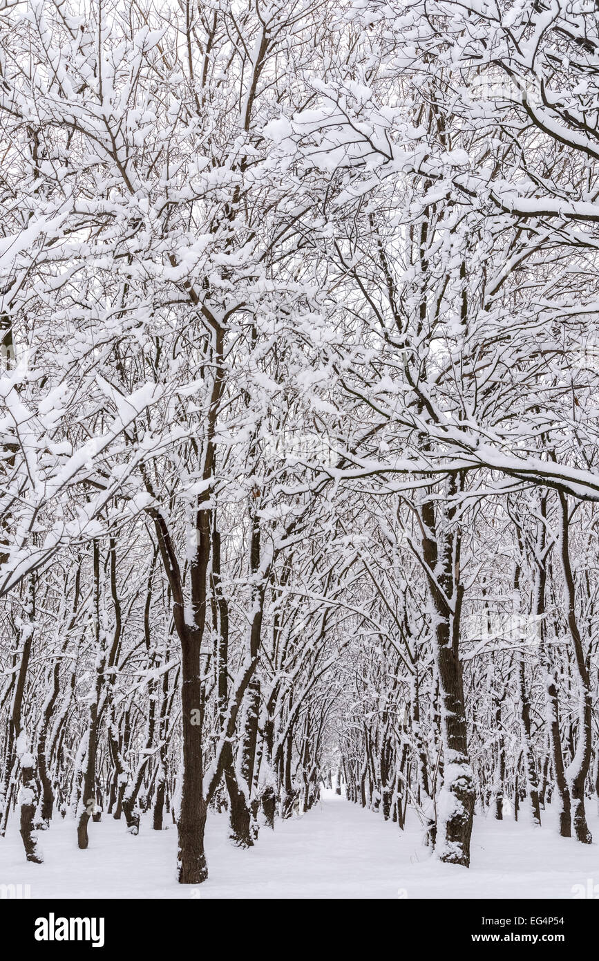 Land covered with trees hires stock photography and images Alamy