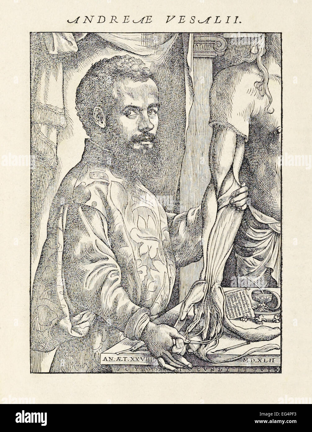 Woodcut portrait of Andreas Vesalius (1514-1564) with dissected cadaver from his book 'De humani corporis fabrica libri septem' published in 1543. See description for more information. Stock Photo