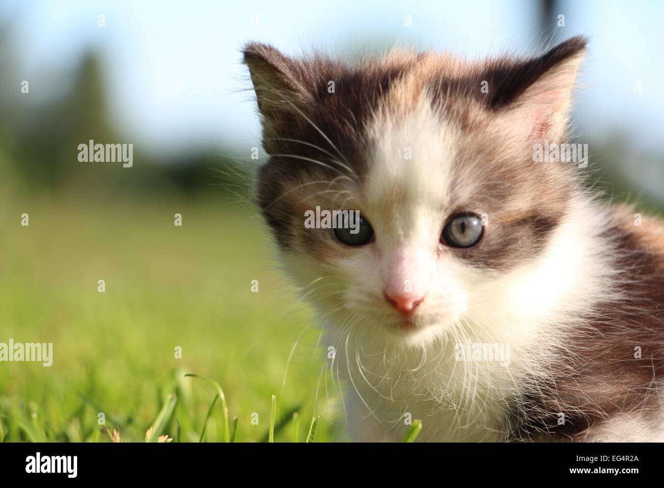 Cute kitten exploring the grass an hot summer day in Sweden Stock Photo