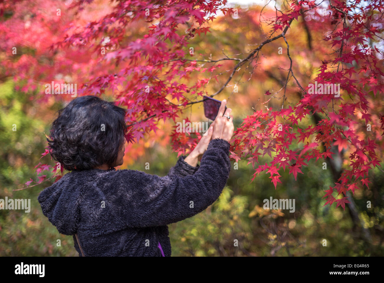 KYOTO, JAPAN - November, 18, 2014: Young japanese girl admiring maple trees, momiji season in Kyoto Stock Photo