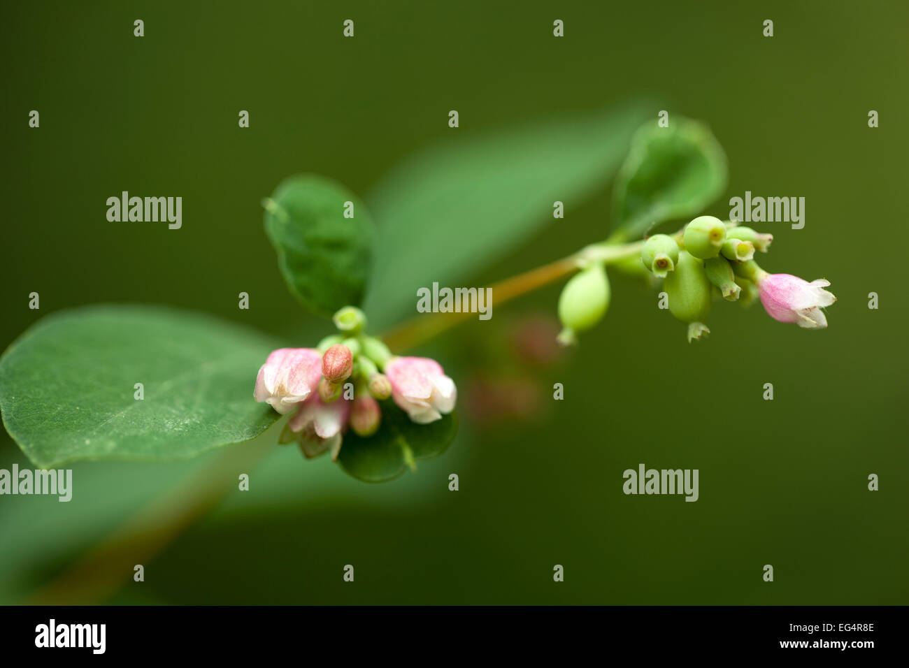 twig of hedge (Symphoricarpos albus) on blurred background Stock Photo