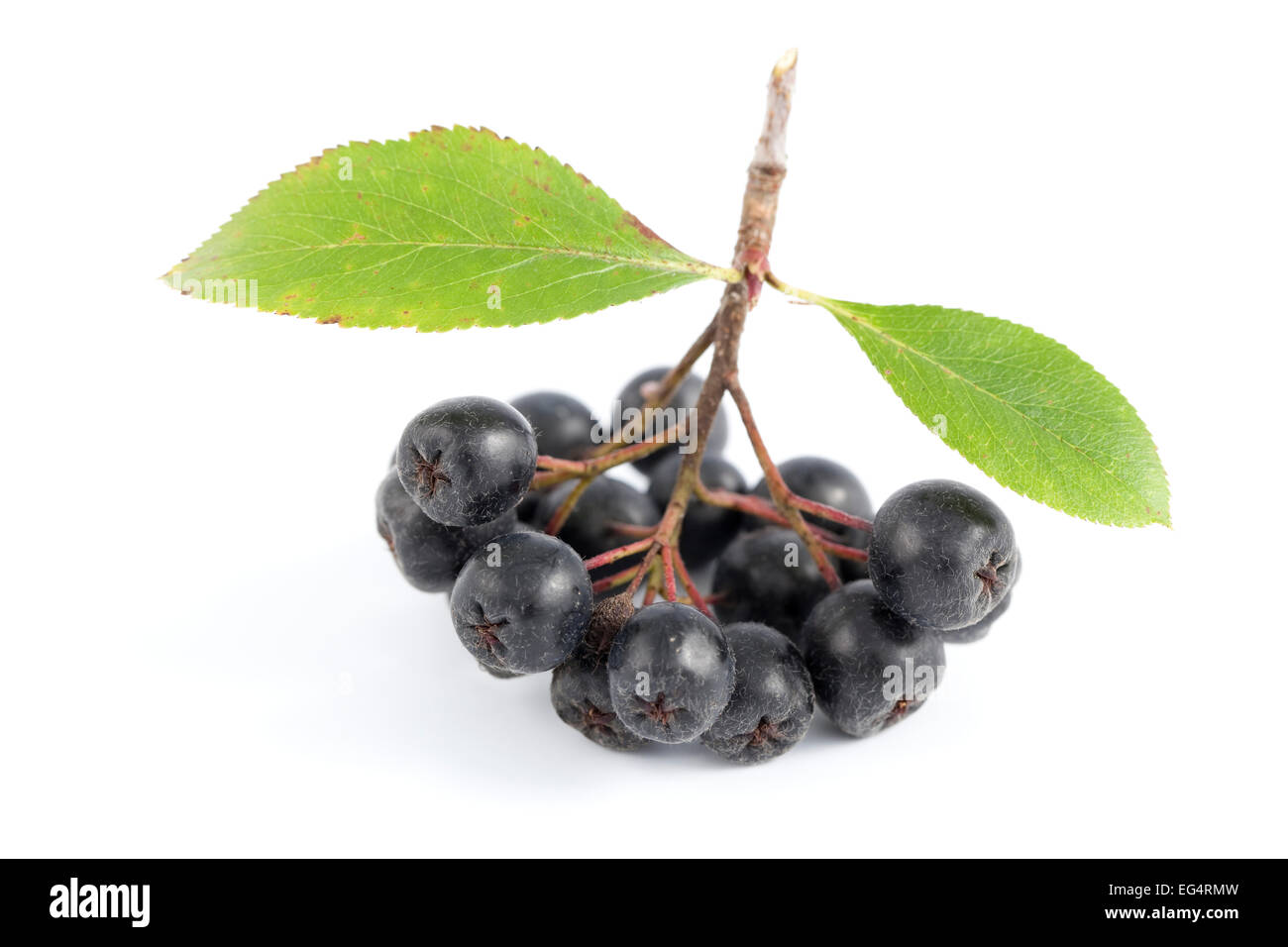 cluster ripe aronia (Aronia arbutifolia) on white background Stock Photo