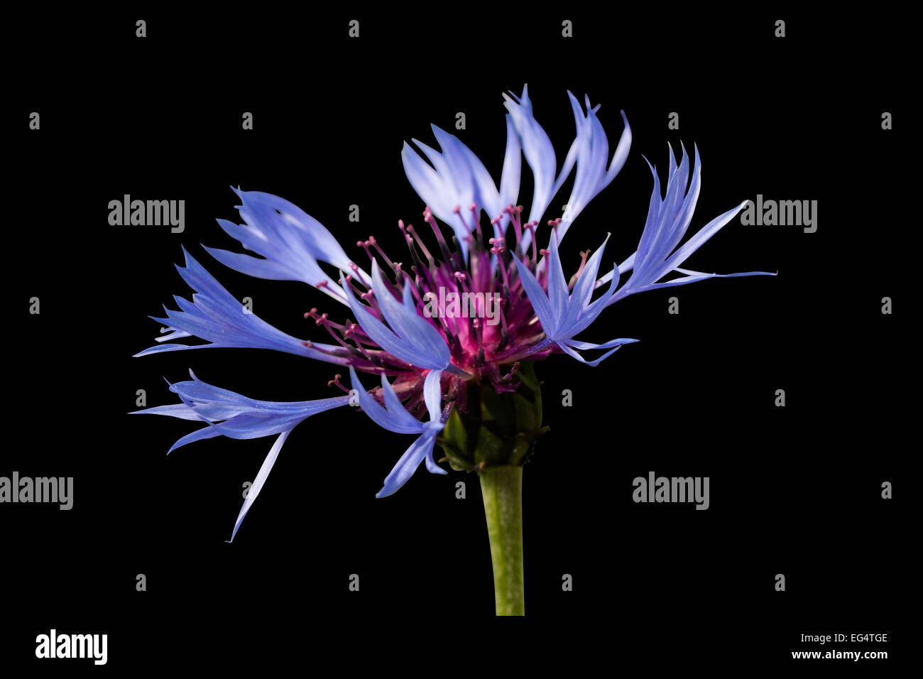 Squarrose Knapweed with Clipping path Stock Photo