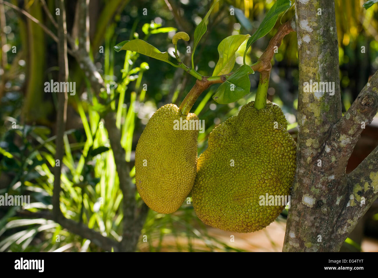 Jack fruit, Jack tree fruit, jackfruit (Artocarpus heterophyllus) Stock Photo