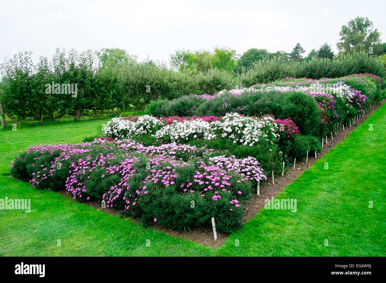 Variety of flowering asters in garden flower bed Stock Photo