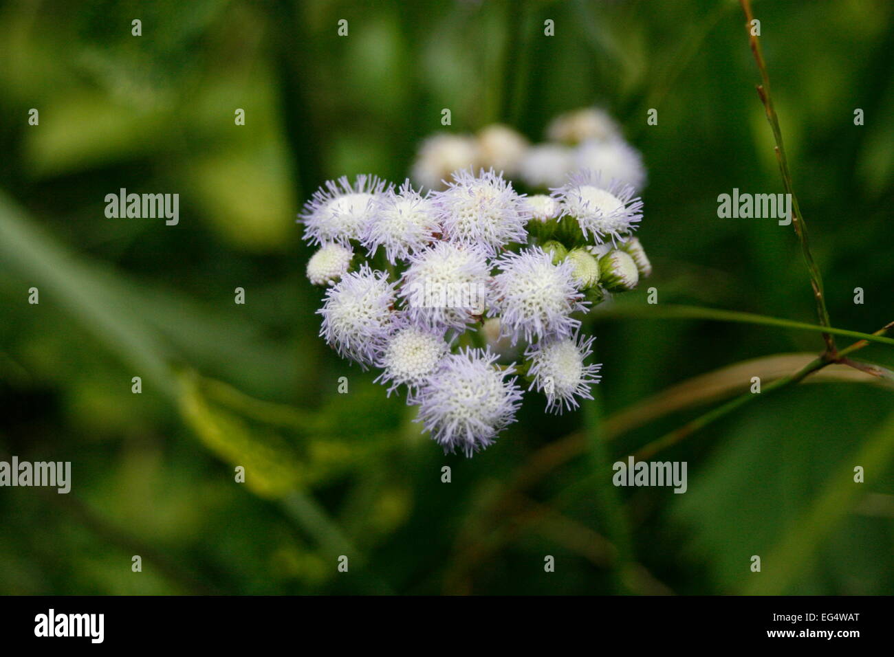 Malar Lilac - Mini