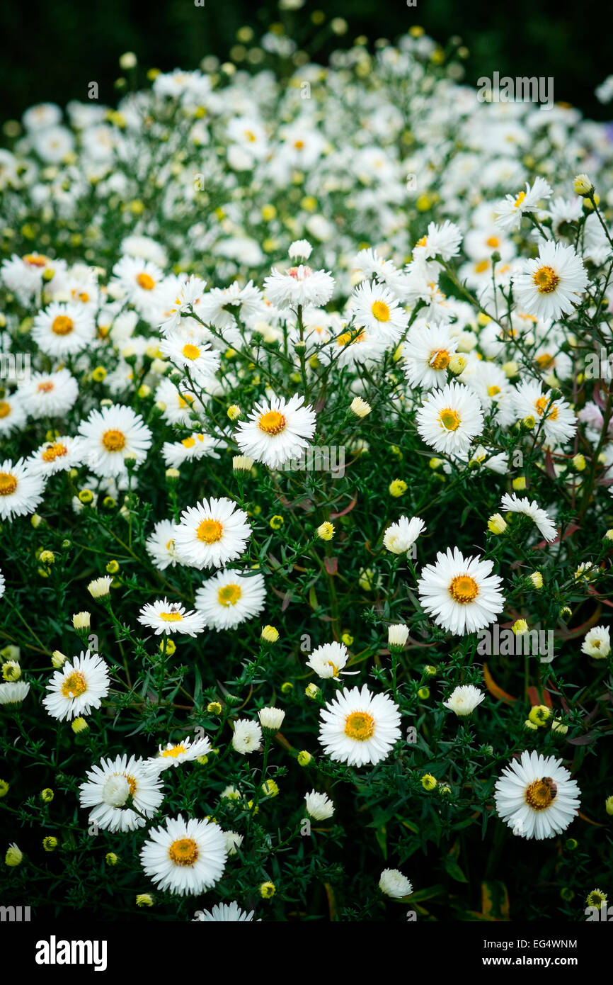Border of white asters at Waterperry Gardens Stock Photo