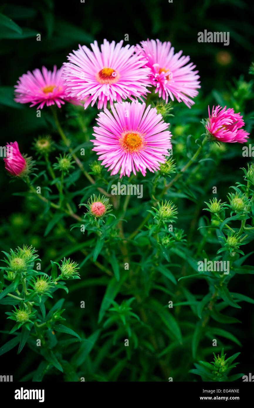 Pink aster flowers in garden Stock Photo - Alamy