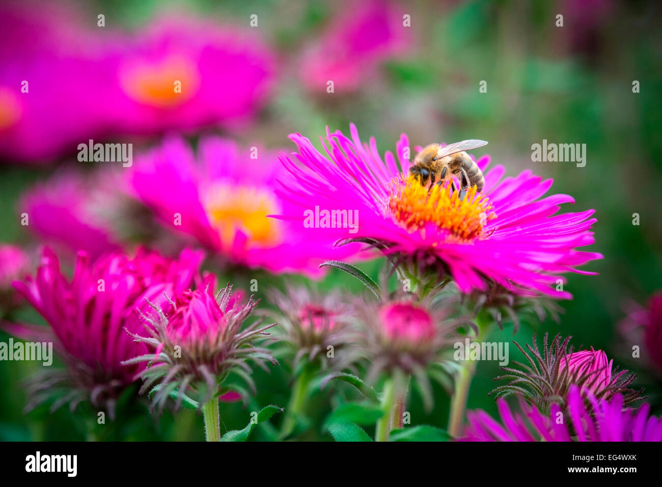 Bumble bee on pink aster Stock Photo