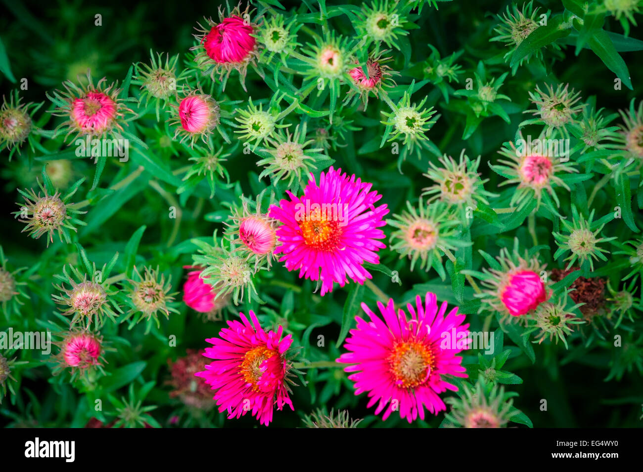 Detail of pink asters in garden Stock Photo