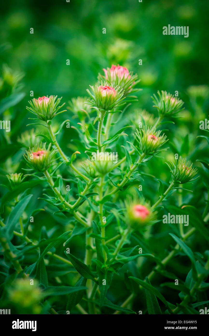 Garden detail with pink asters Stock Photo