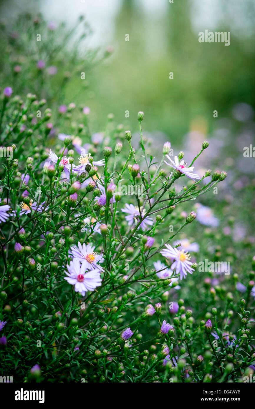Garden detail with purple asters Stock Photo