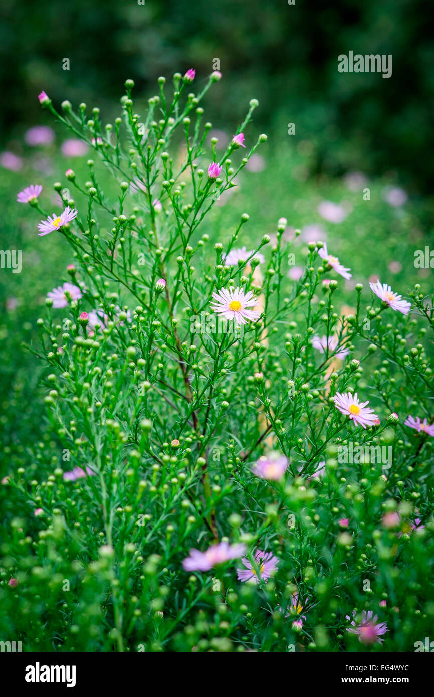 Garden detail with purple asters Stock Photo