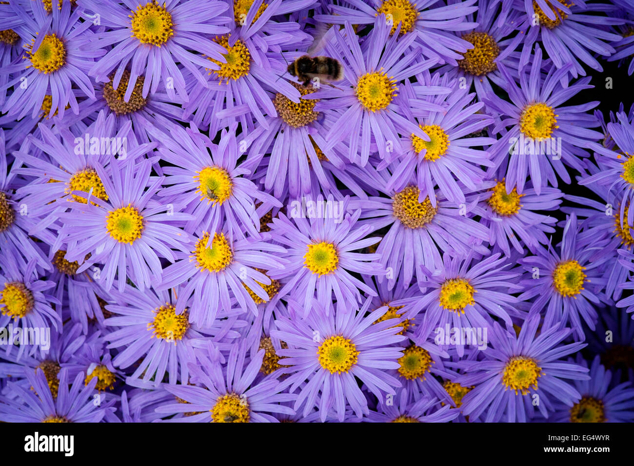 Overhead view of bumble bee on purple aster flower heads Stock Photo