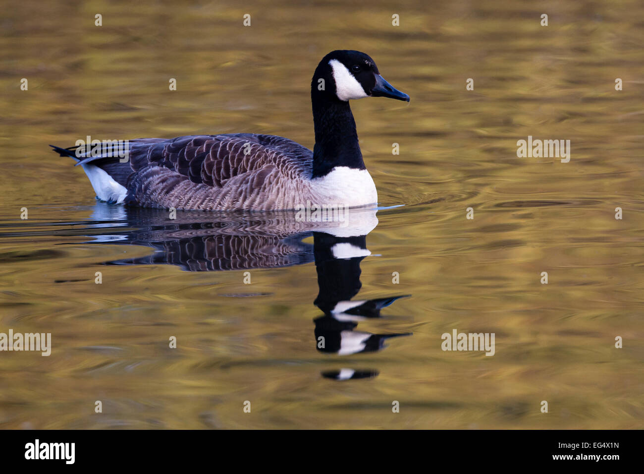Canada goose (Branta canadensis) swims on calm water Stock Photo