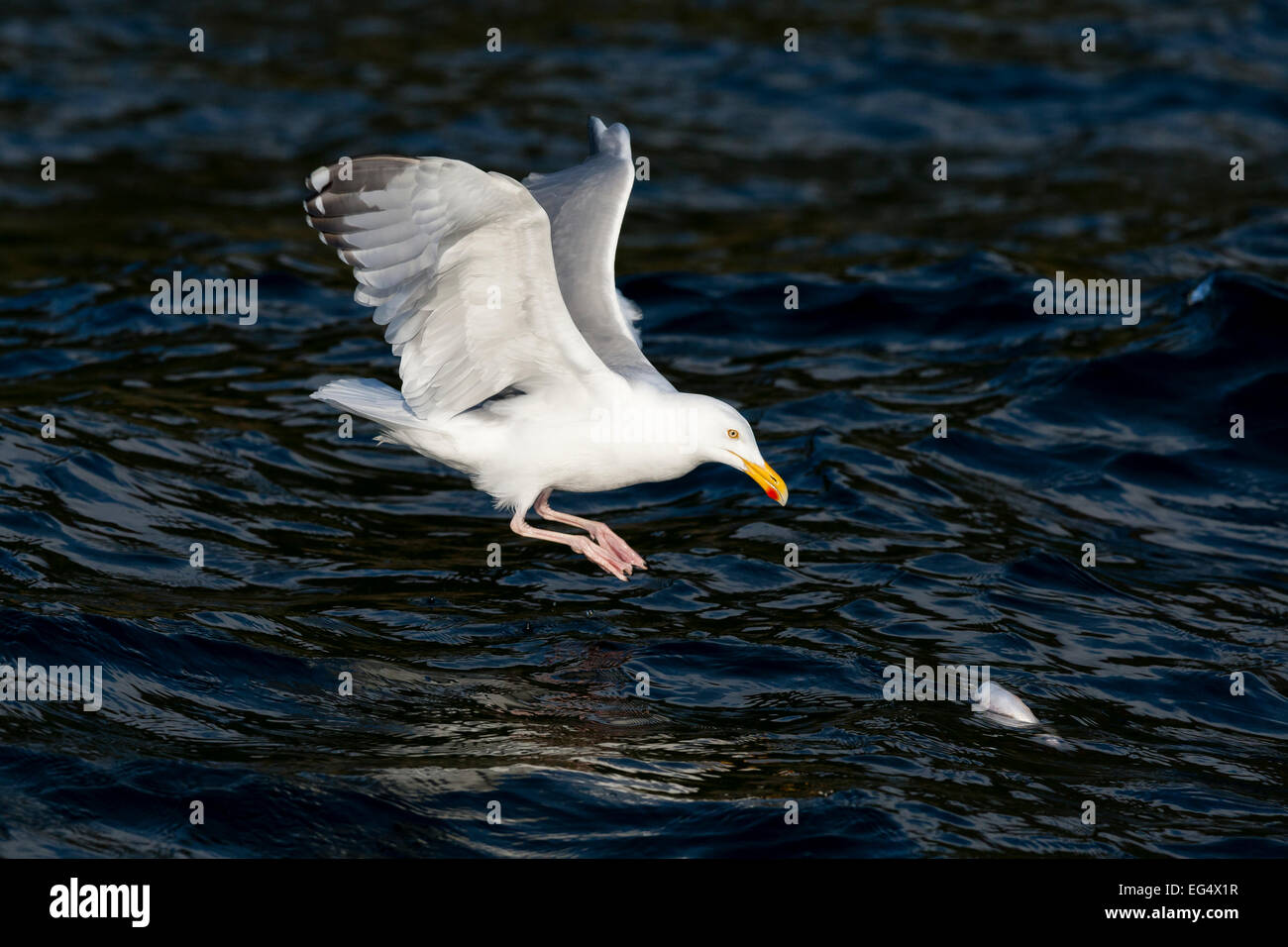 A herring gull  (Larus argentatus) dives for fish Stock Photo