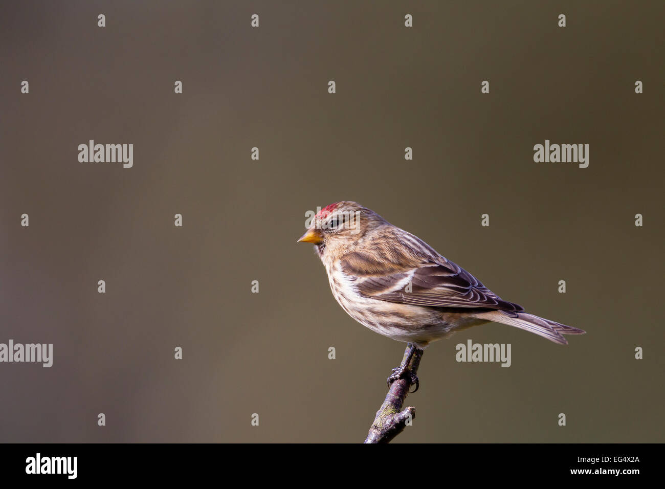 Red poll (Carduelis flammea) perched on a tree branch against a diffused background, Bedfordshire England UK Stock Photo