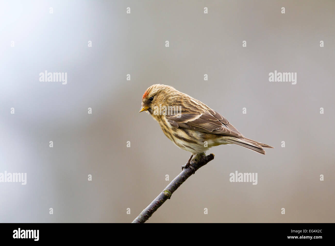 Red poll (Carduelis flammea) perched on a tree branch against a diffused background, Bedfordshire England UK Stock Photo