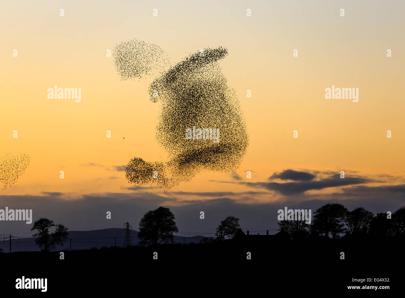 Starling (Sturnus vulgaris) murmeration;  Dumfriesshire Scotland UK Stock Photo
